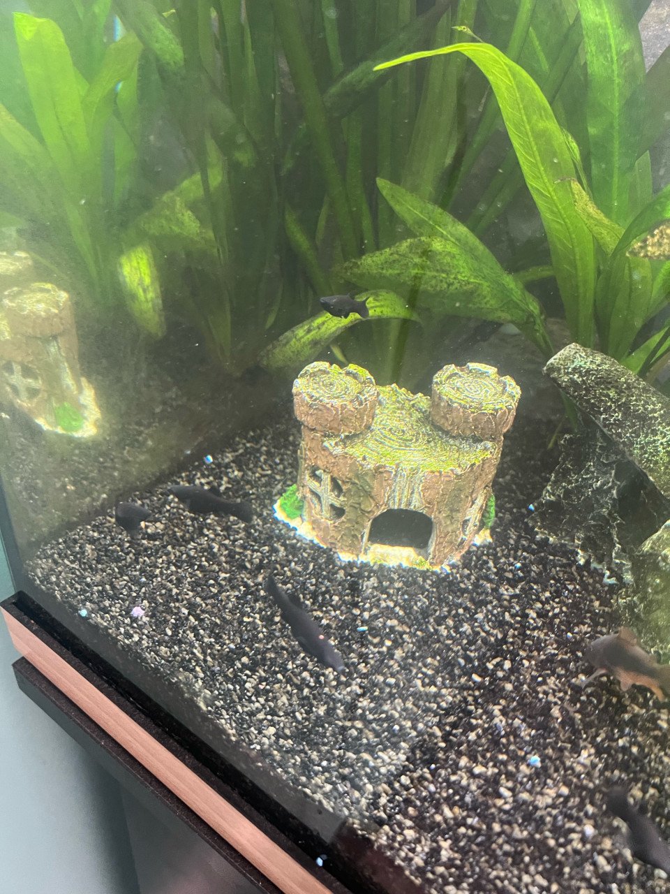 Jonge Black Molly’s