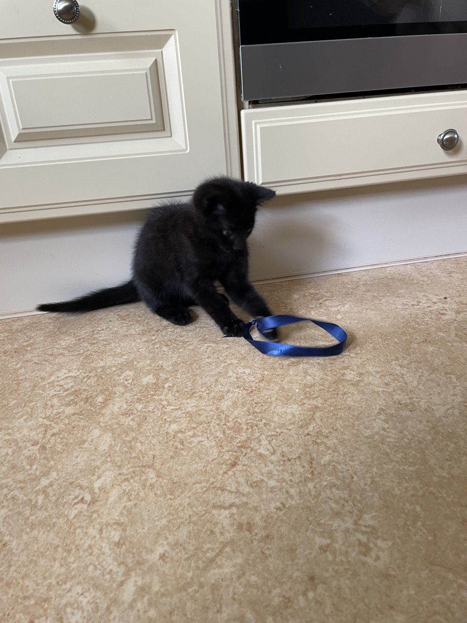 Schattig kitten mannetje