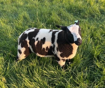 Ram lam lammeren lammetjes rammen 6maanden