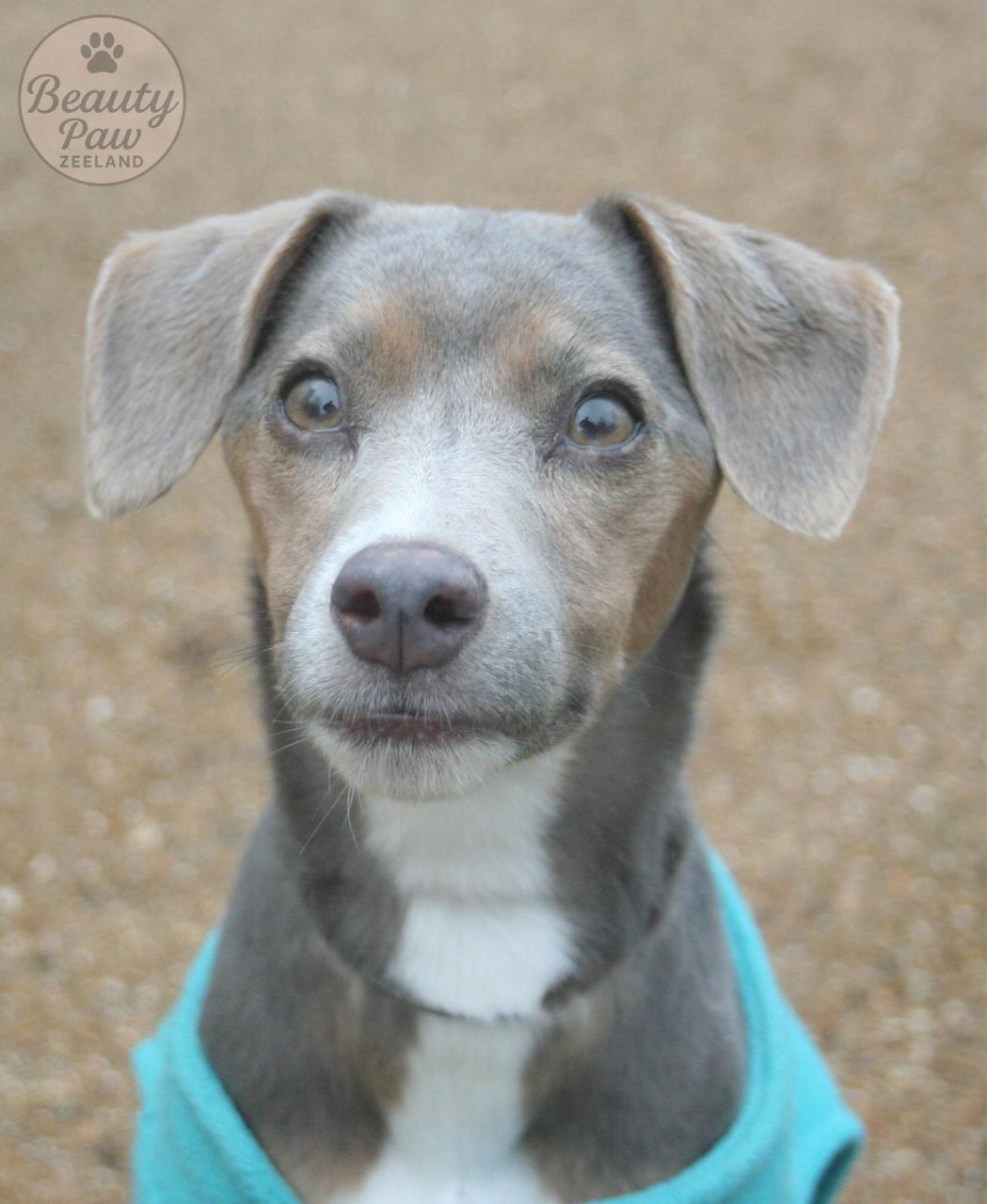 (Gratis) fotoshoot van uw hond