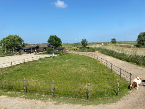 Plekje vrij voor pony
