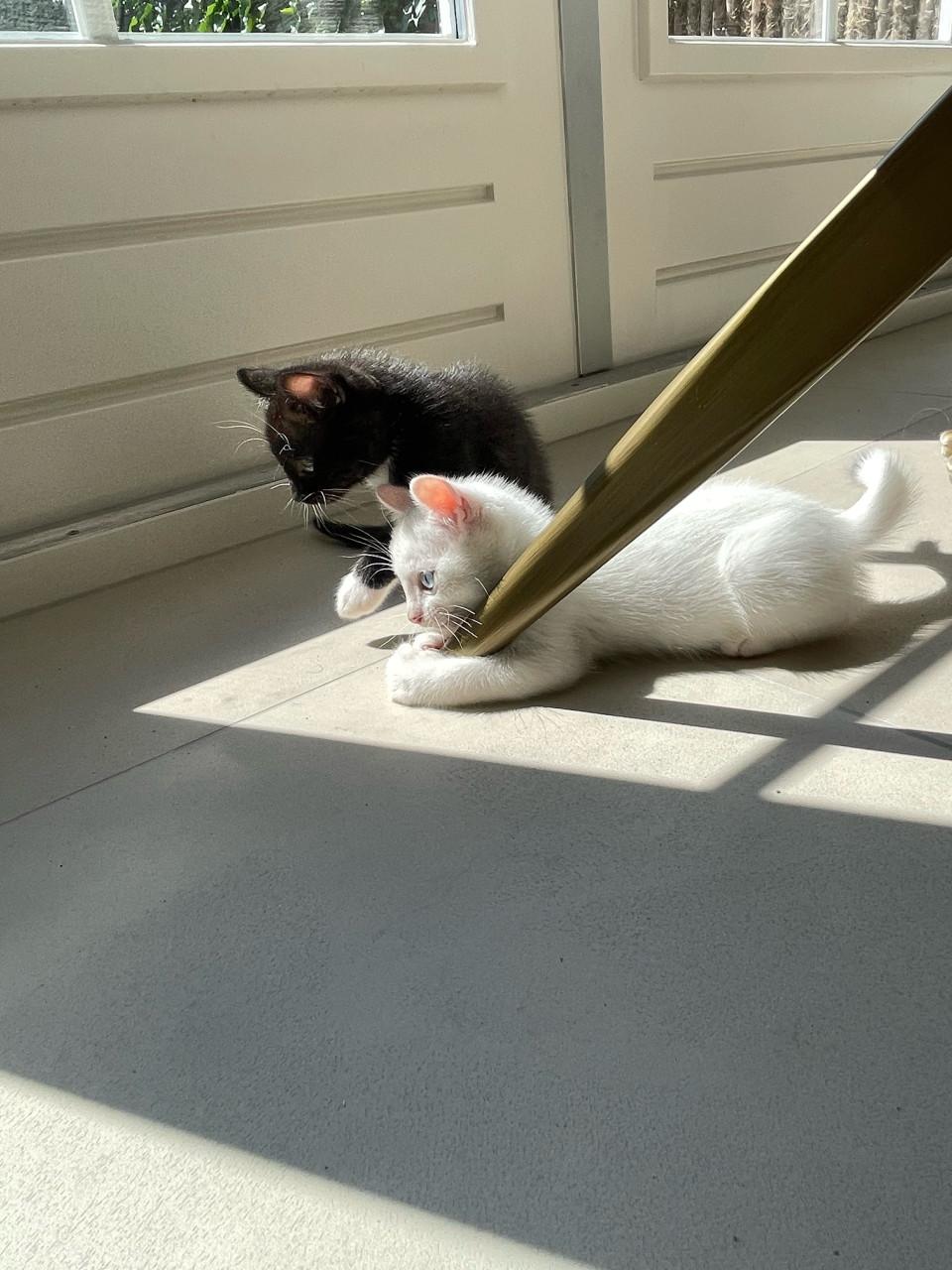 Kittens