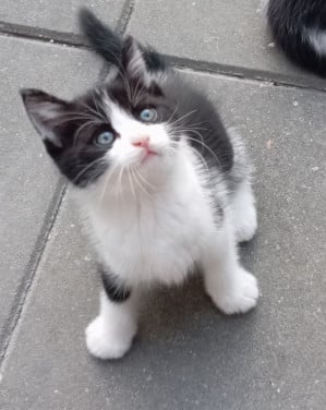 Kittens half langhaar zwart-wit