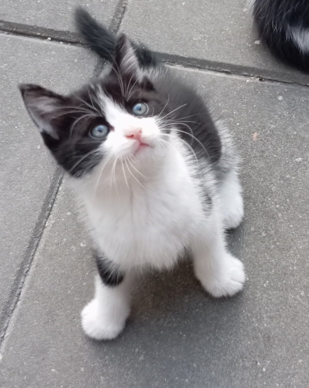 Kittens half langhaar zwart-wit