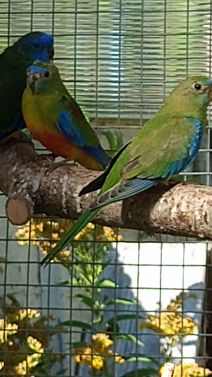 Turquoisine parkieten