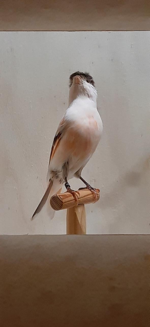 Portugese Harlekijn kanaries mannen en poppen