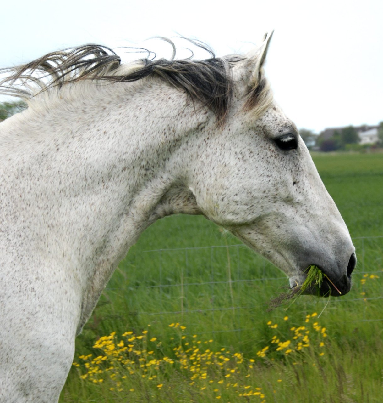 Grote PRE ruin te koop