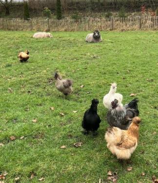 Zijdehoen broedeitjes