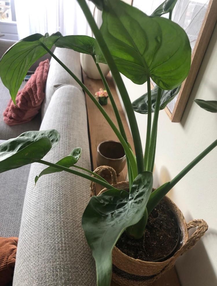 Zeer moiie hardhouten wandplank met steunen