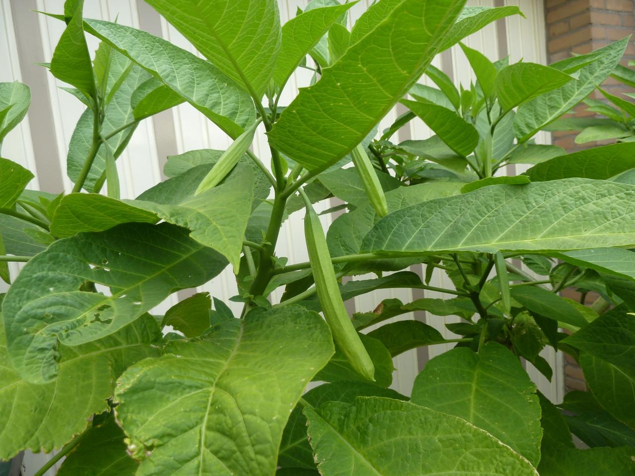 BRUGMANSIA(TROMPETBOOM)