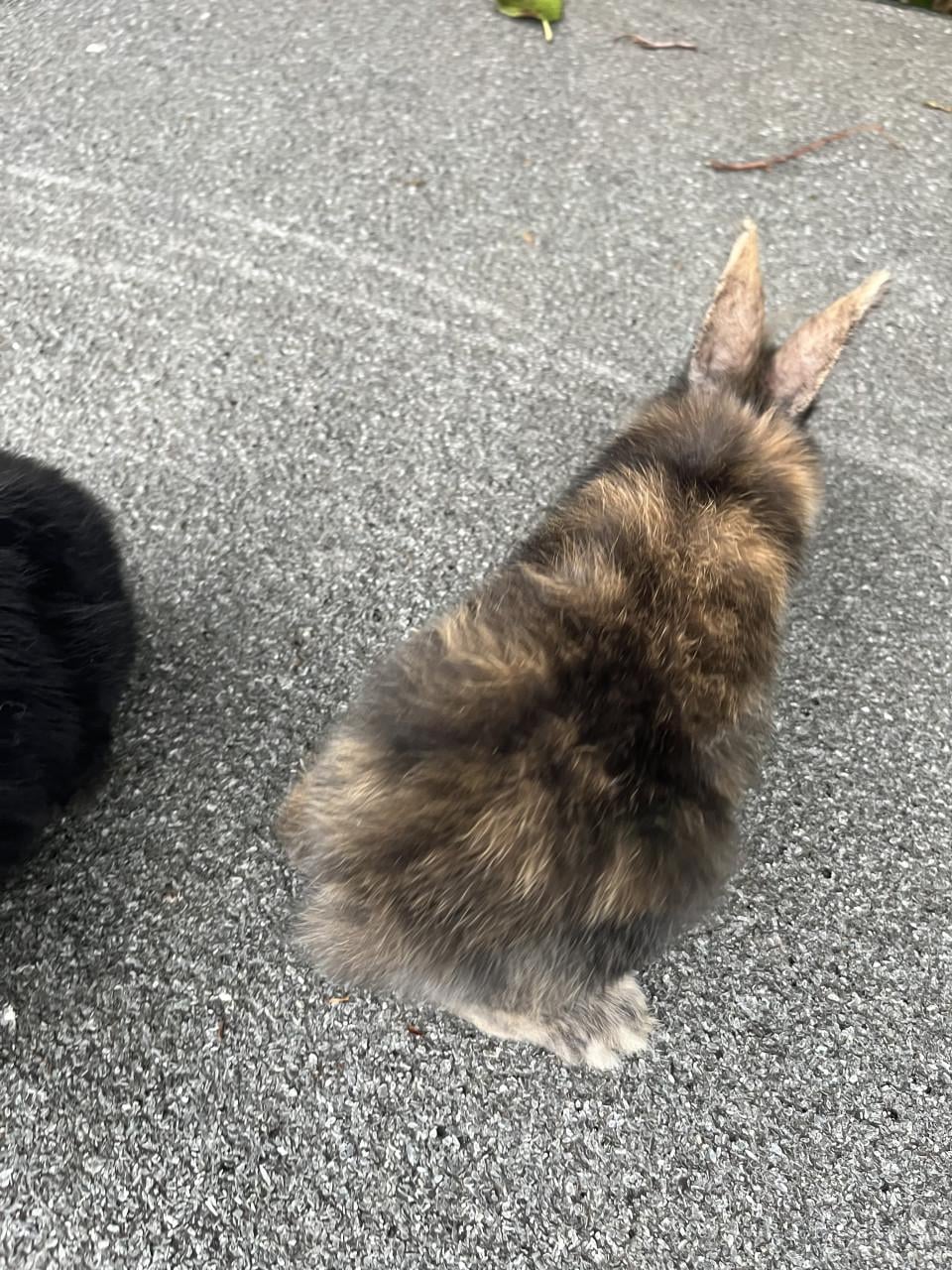 Baby konijntjes