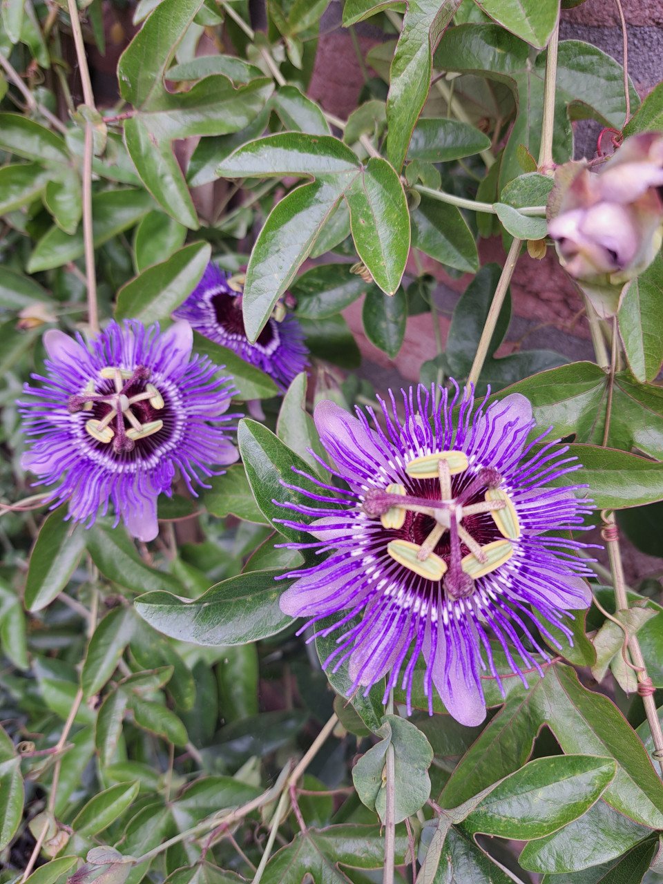 VERSCHILLENDE TUINPLANTEN