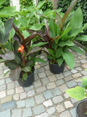 MOOIE GROTE CANNA