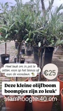Kleinere olijfbomen diverse stamhoogtes
