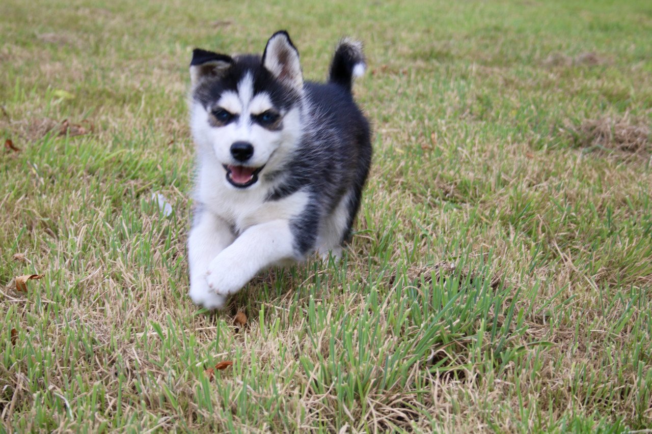 Pomsky Pups blue eyes
