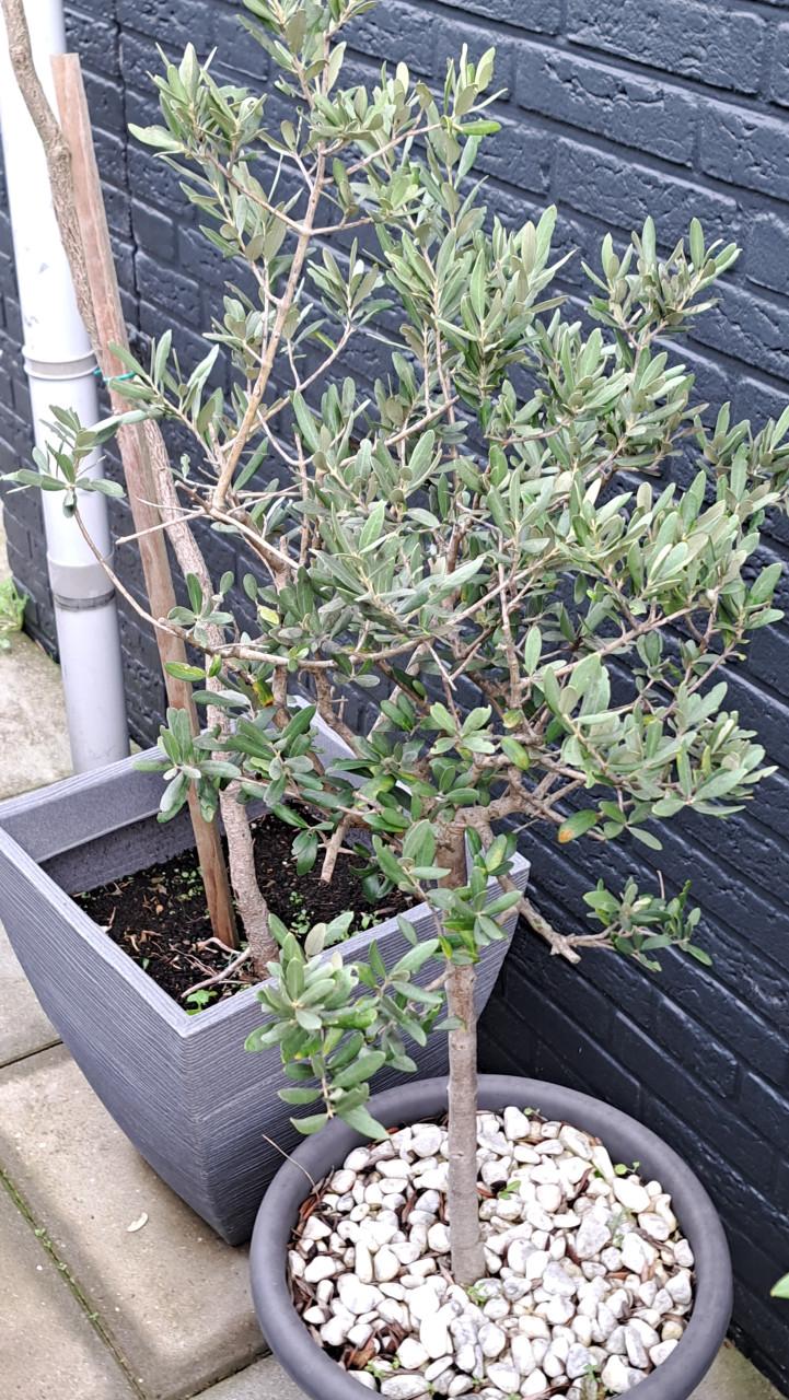 Plantenbakken incl. diverse planten