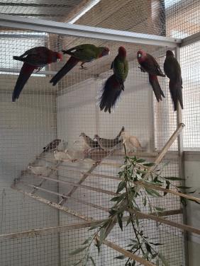 Jonge pennant rosella's