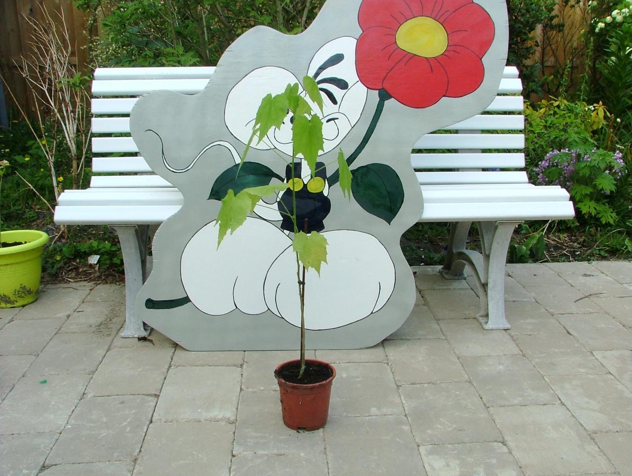 Vaste planten
