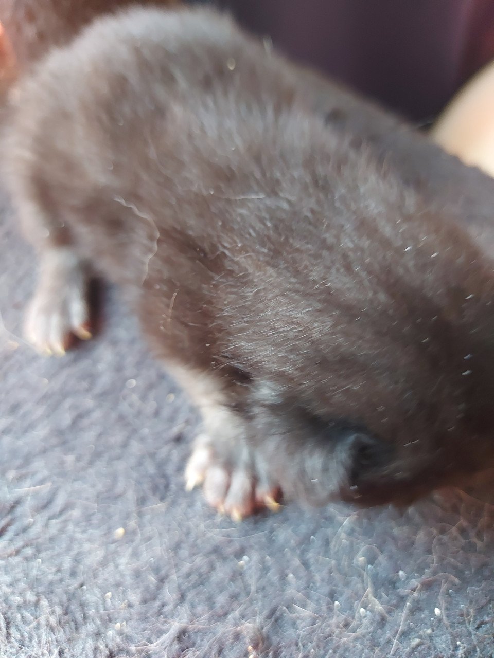 4 kittens 50 euro per kitten