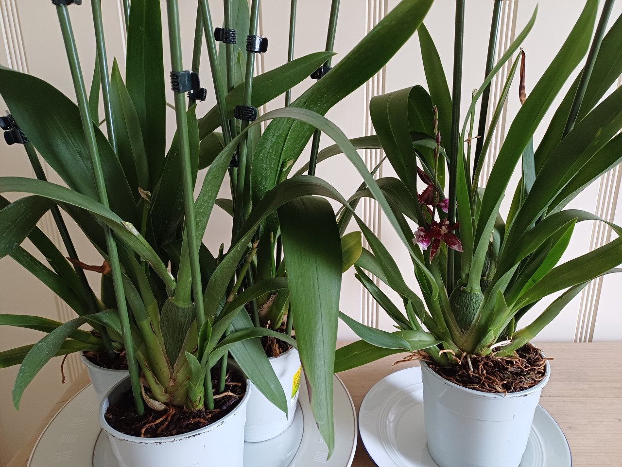 4 x Cambria-ORCHIDEE (Cambria 'Barocco') D 12 H 50 cm