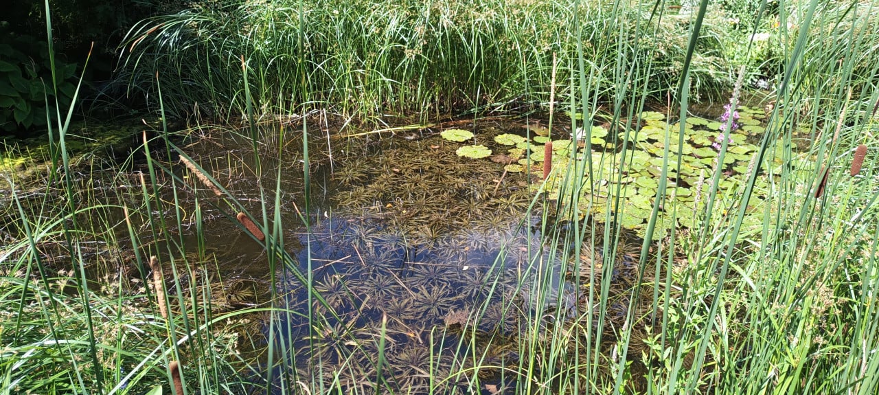 Mooie zuurstofplant voor in de vijver aangeboden, inheemse Krabbescheer.