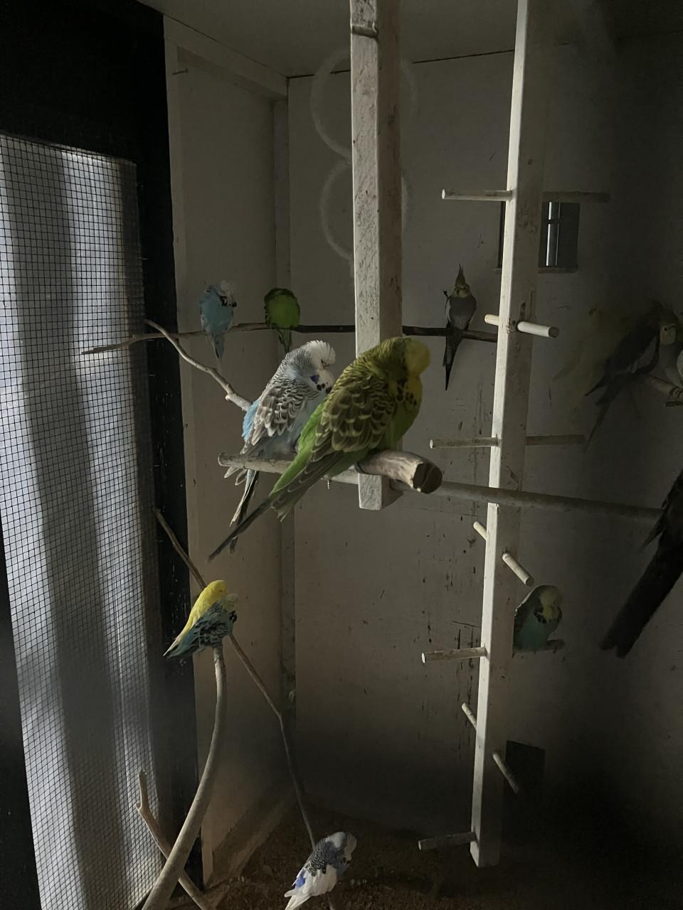 Engelse grasparkieten