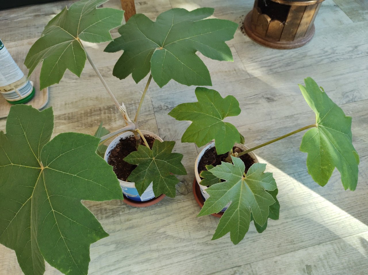 Twee mooie gezonde jonge planten van Tetrapanax of Rijstpapierbladplant