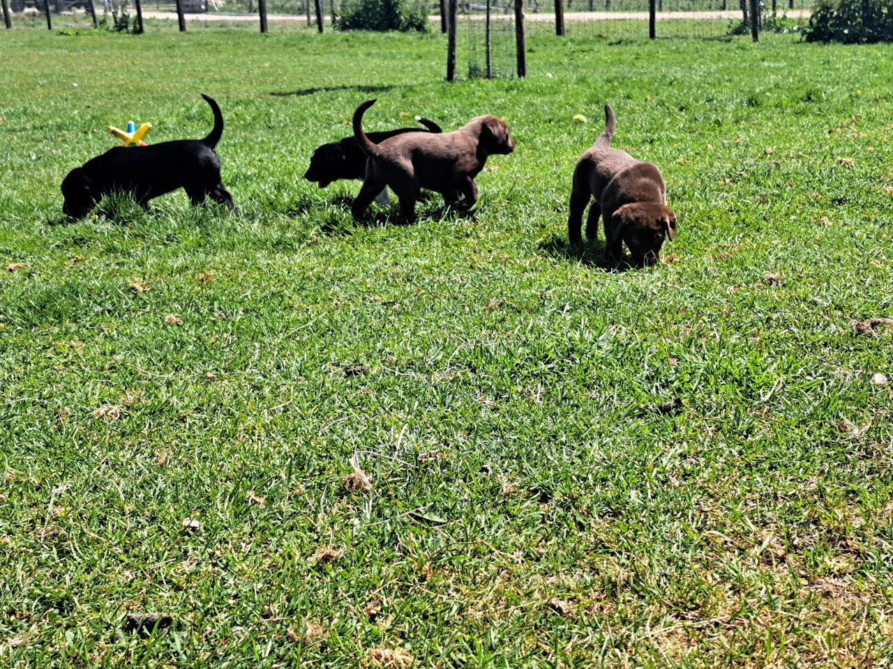 Prachtige puppies (labrador)