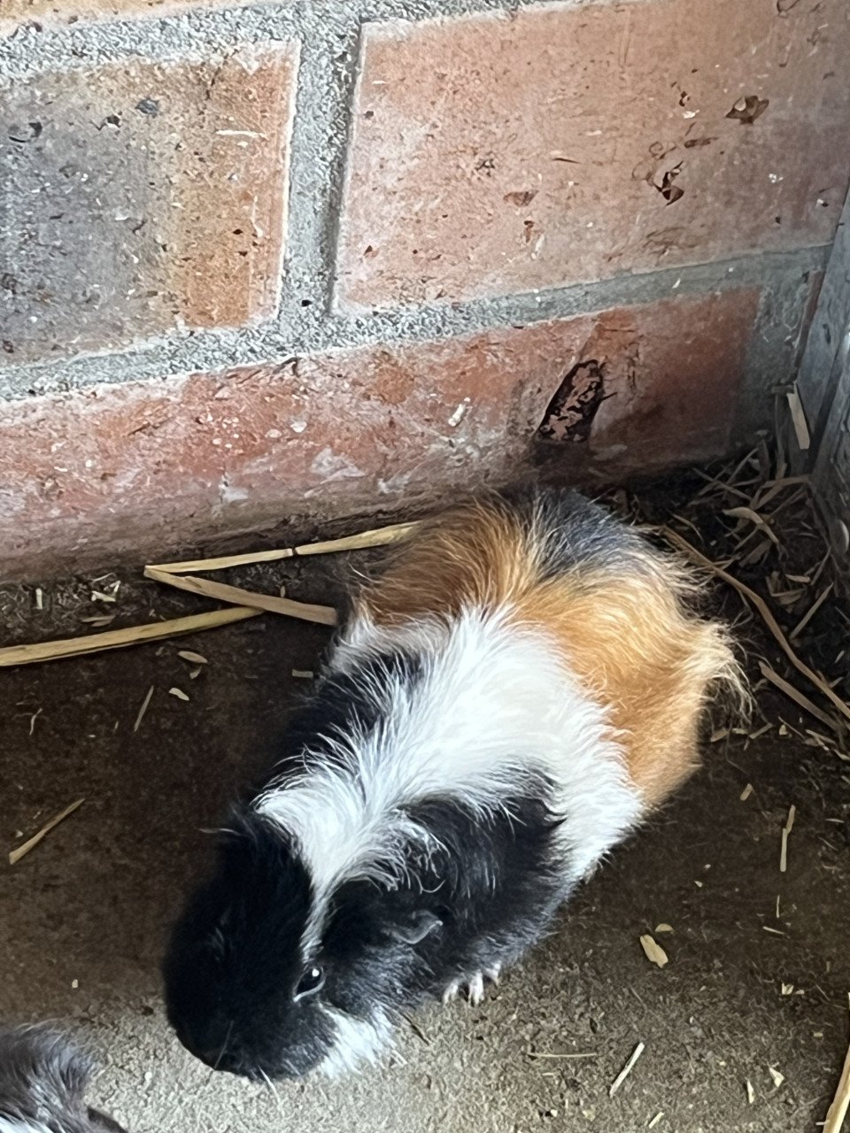 Cavia