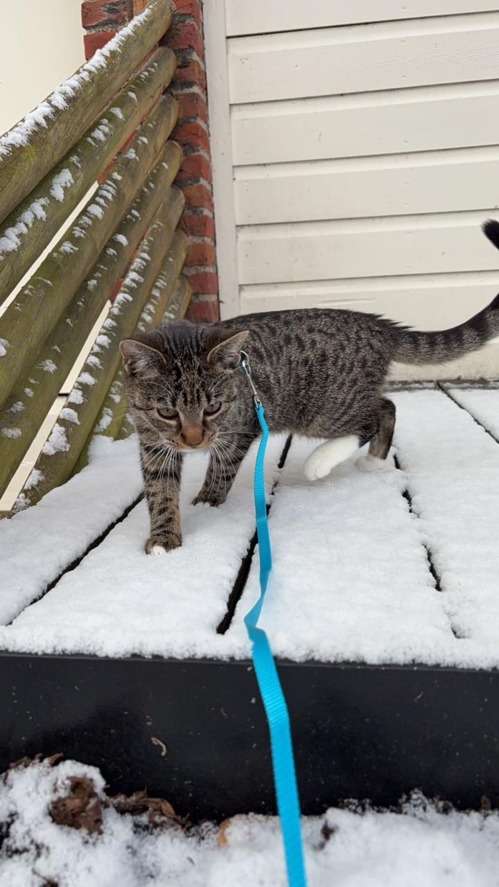 Bilou en Bailey zoeken een goud mandje