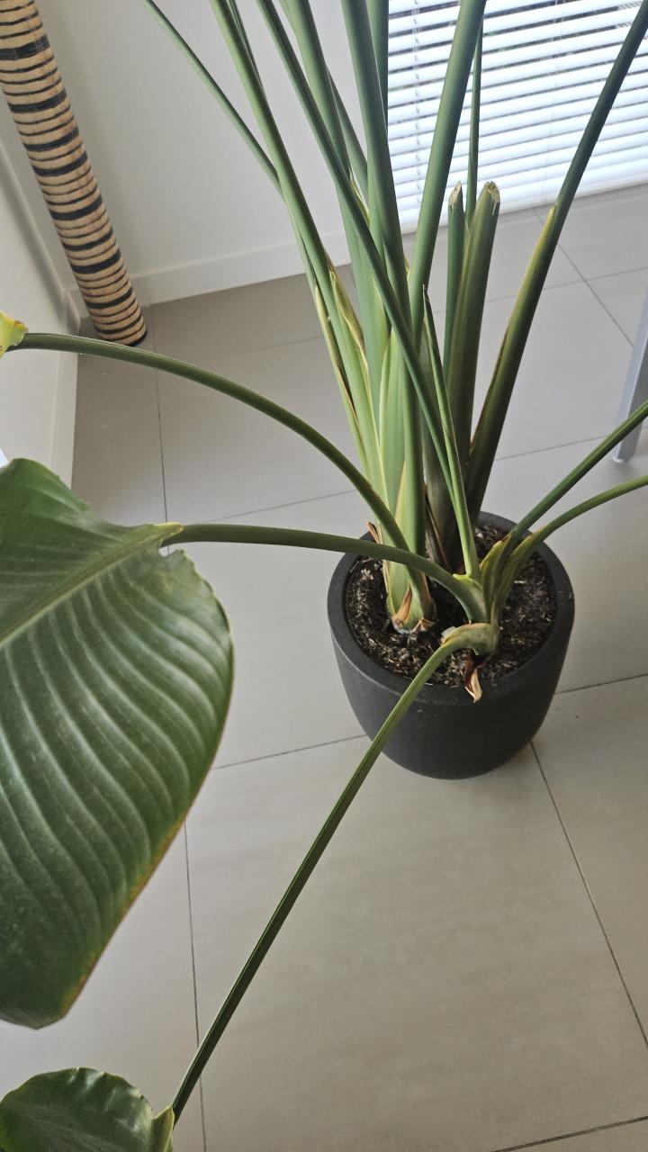 Prachtige Strelitzia of paradijsvogelbloem 250cm hoog