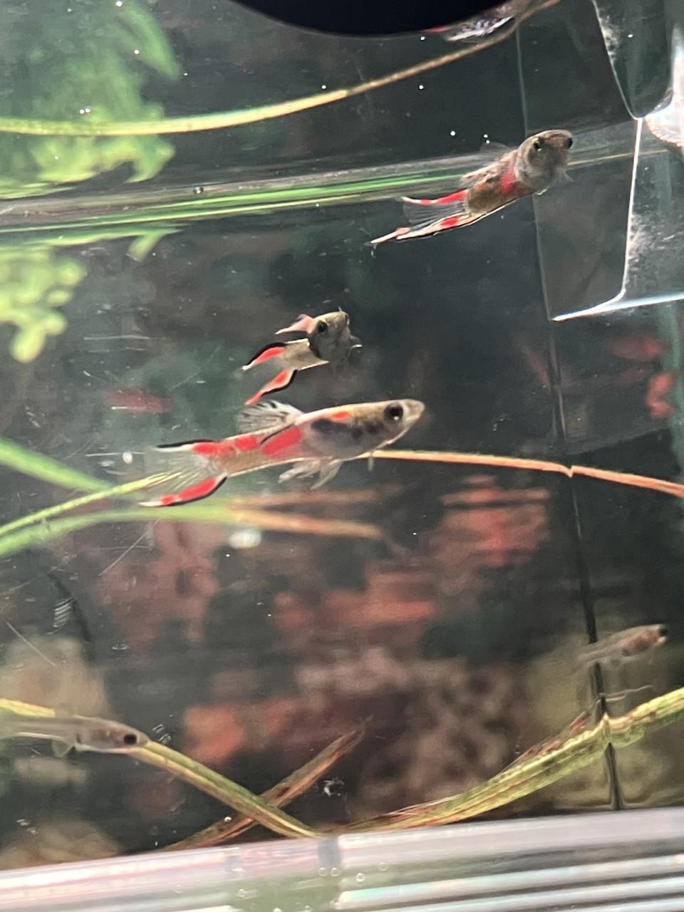 Guppy’s double sword