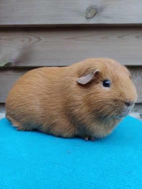 Diverse cavia's aangeboden
