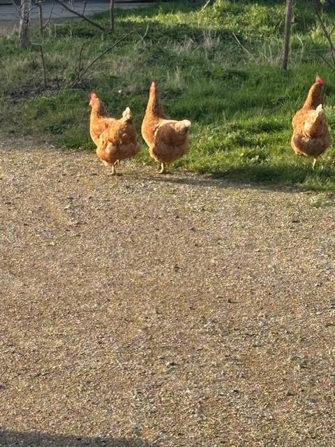 Jonge kippen 3 hennen