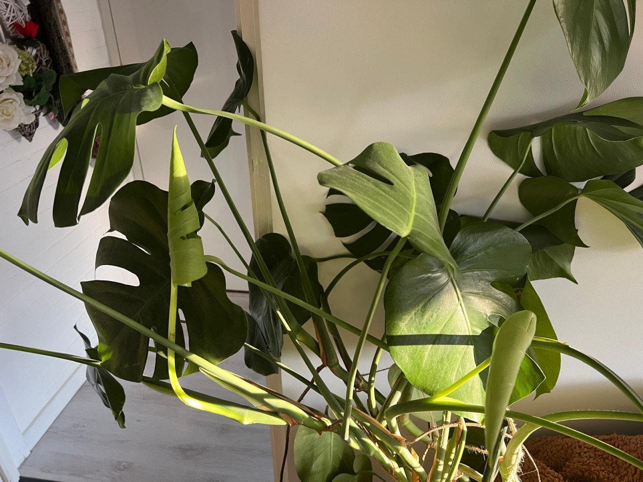 Kamerplant Monstera