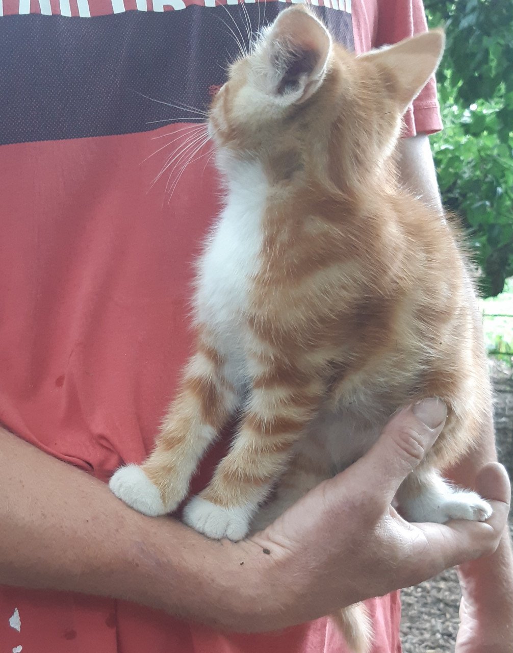 Mooie rustige Kitten
