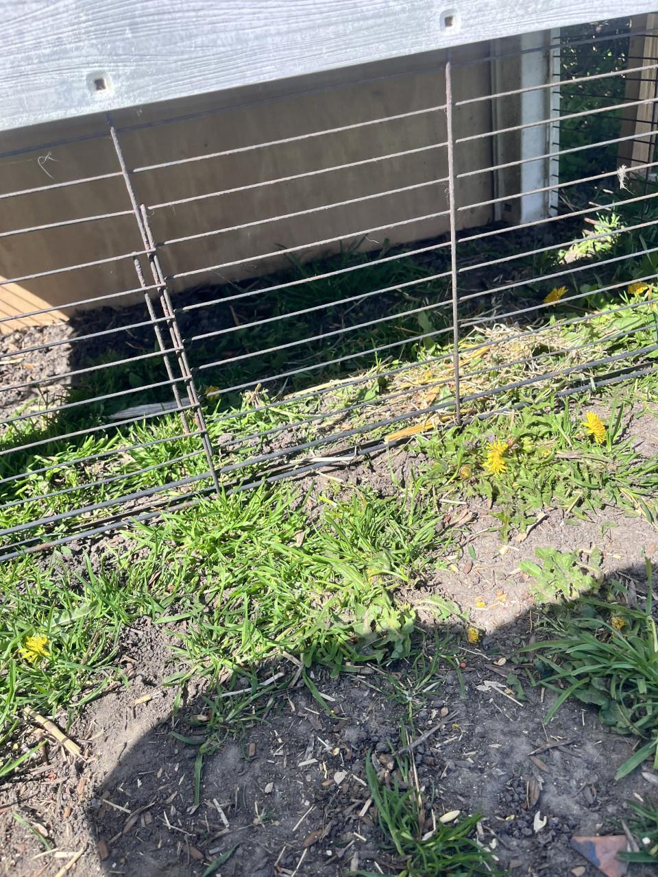 Konijnhok plus konijn