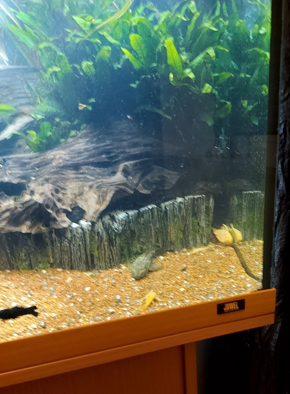 Aquarium geheel compleet