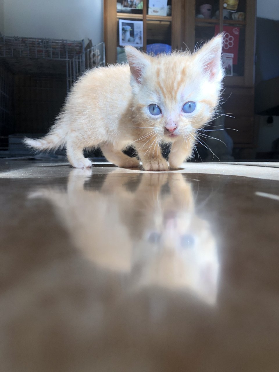 Rood Kitten vrouwtje
