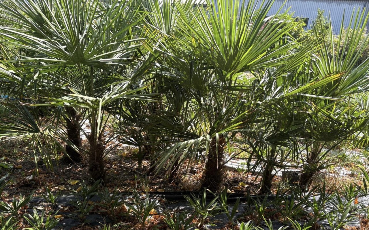 Palmbomen in pot