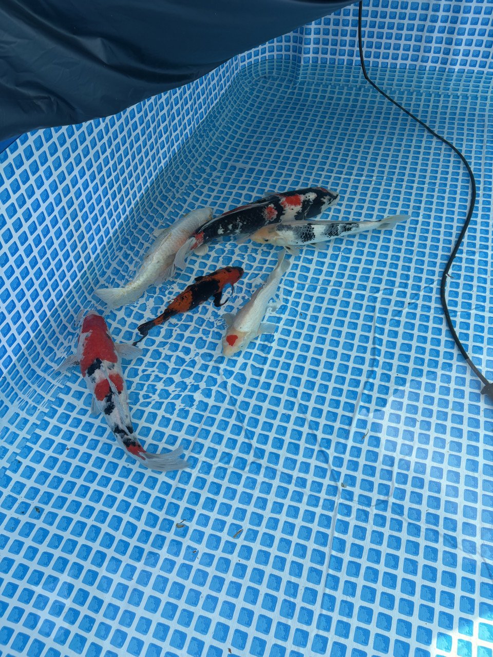 Koi karpers te koop