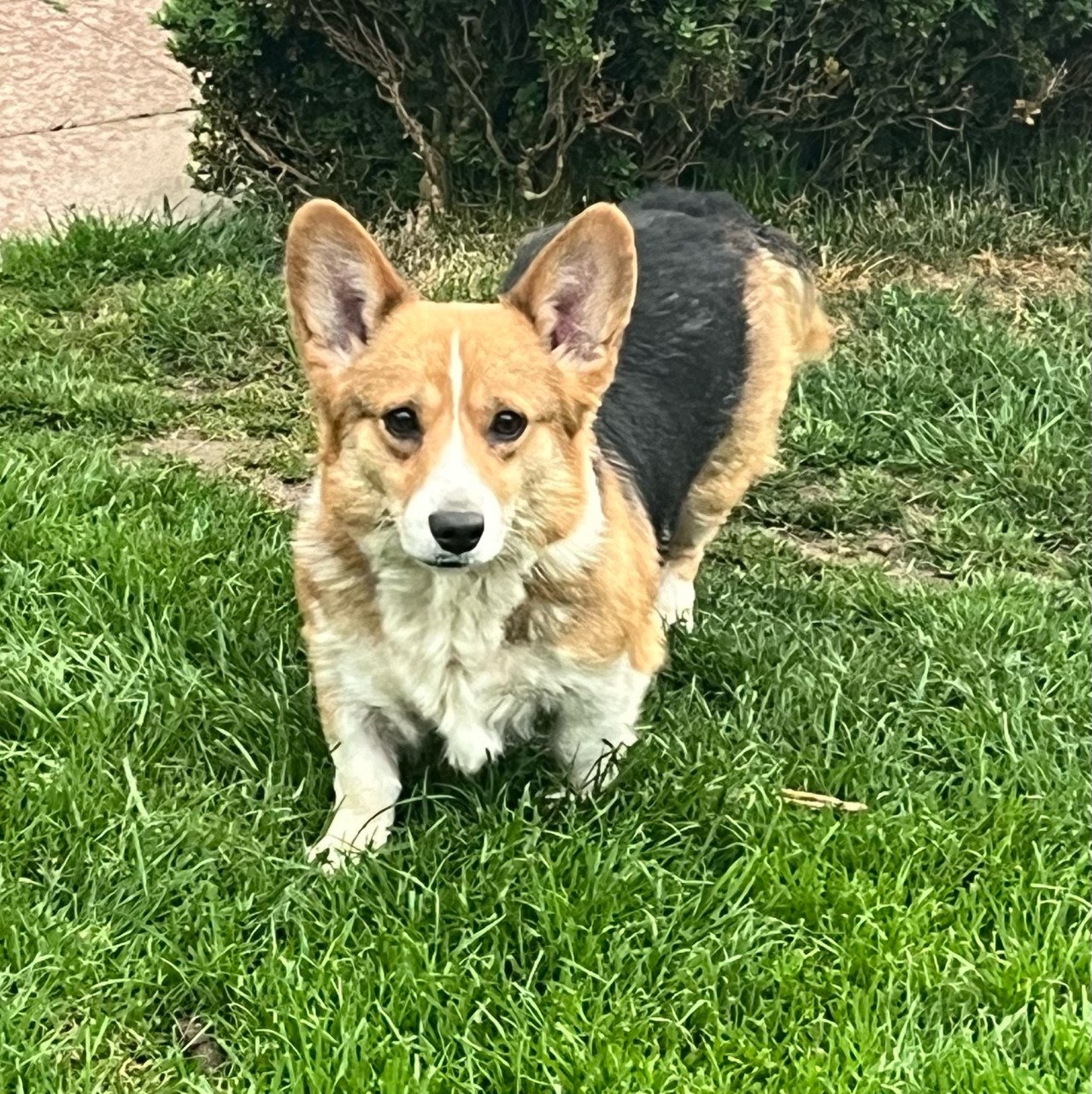 Welsh corgi pembroke puppies