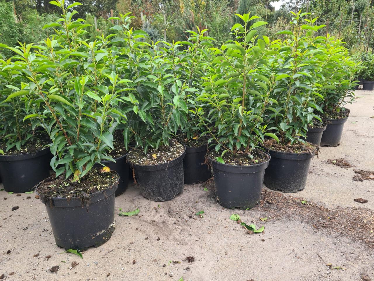 Portugese laurier haagplanten potgekweekt ca.60 cm