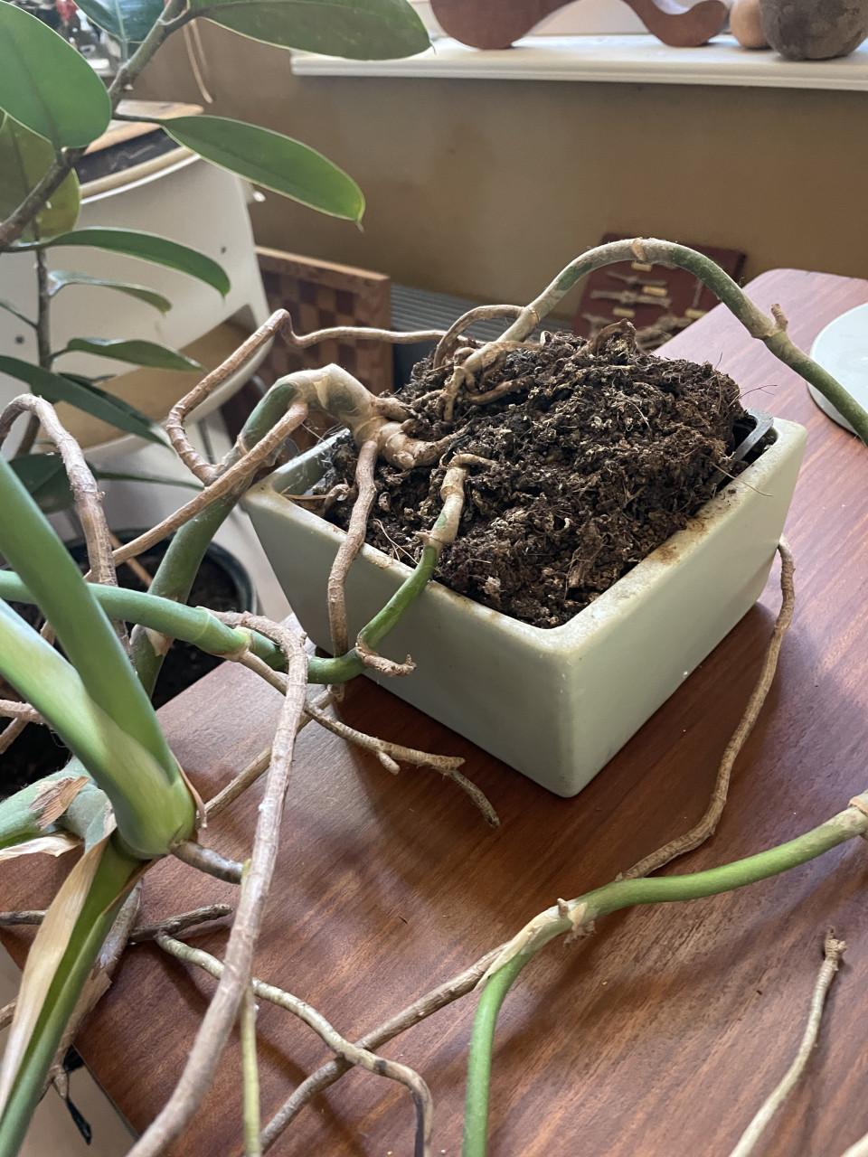 Kamerplant Gratis (Monstera)
