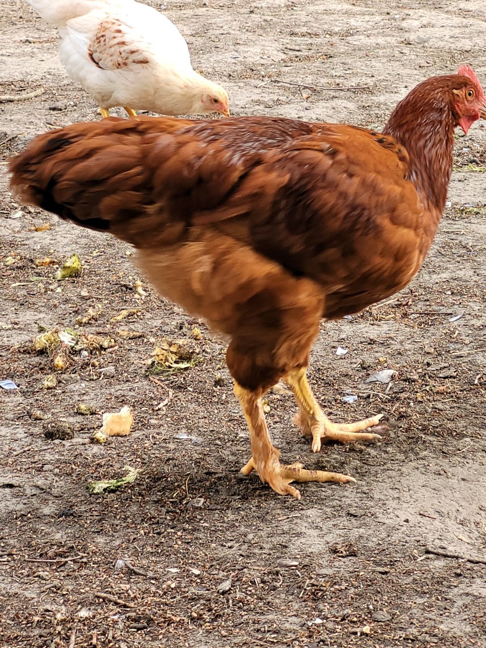 Prachtig haantje