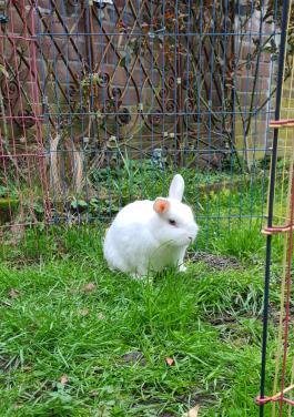 Konijn gratis af te halen