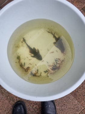 Aquariumvissen
