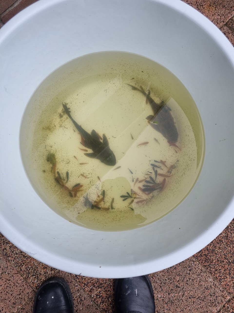 Aquariumvissen