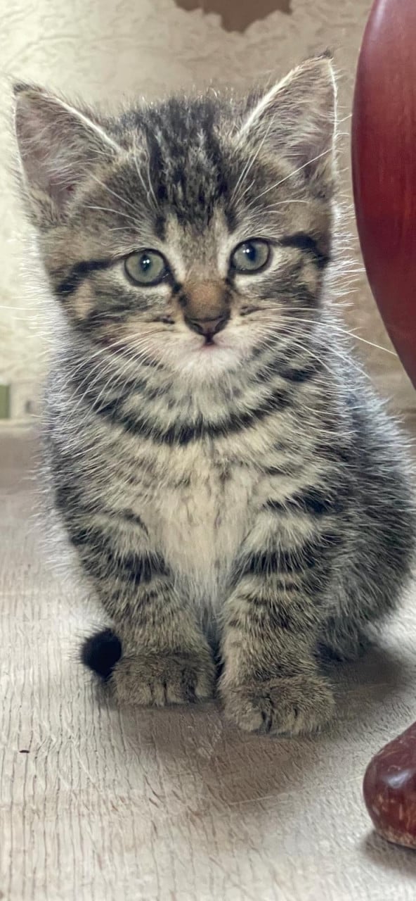 Aanhankelijke kittens