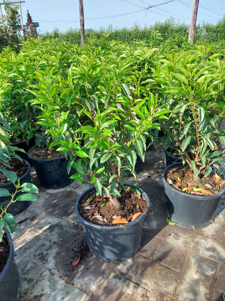 Porugeese laulier/ prunus lusitanica